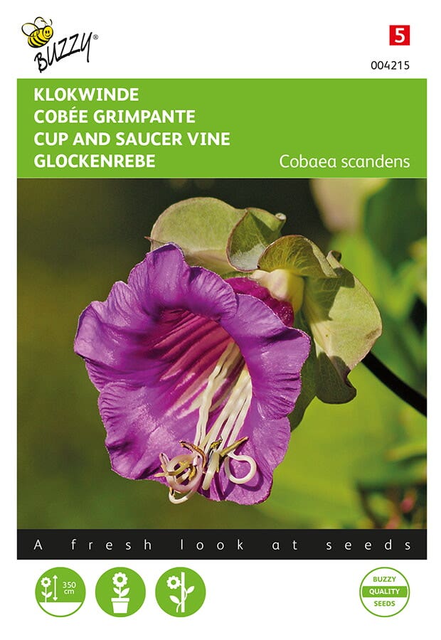 Klokwinde (Cobaea scandens)