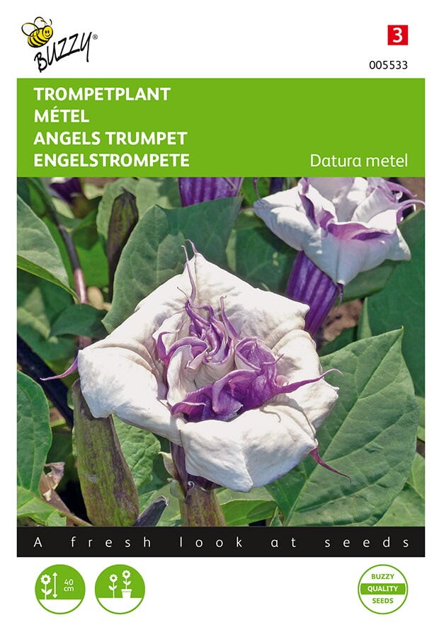 Trompetplant (Datura metel)