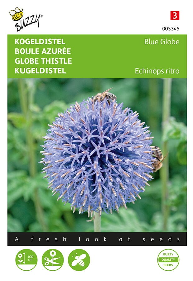 Kogeldistel (Echinops ritro 'Blue Globe')