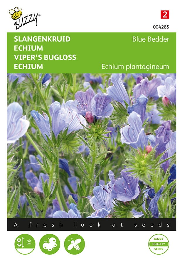 Slangenkruid (Echium plantagineum 'Blue Bedder')