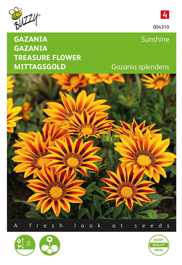 Gazania (Gazania splendens 'Sunshine')