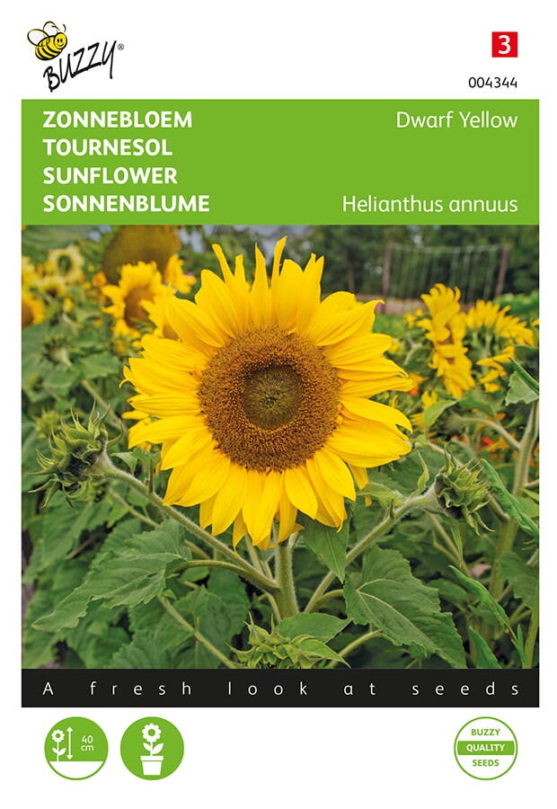 Zonnebloem (Helianthus annuus 'Yellow')