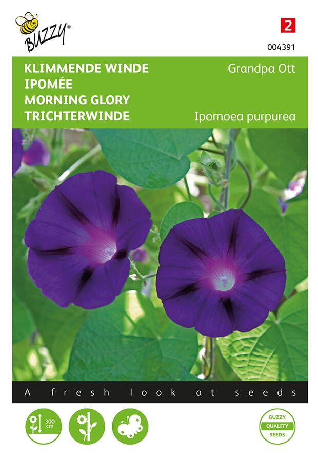 Klimmende winde (Ipomoea purpurea 'Grandpa Ott')