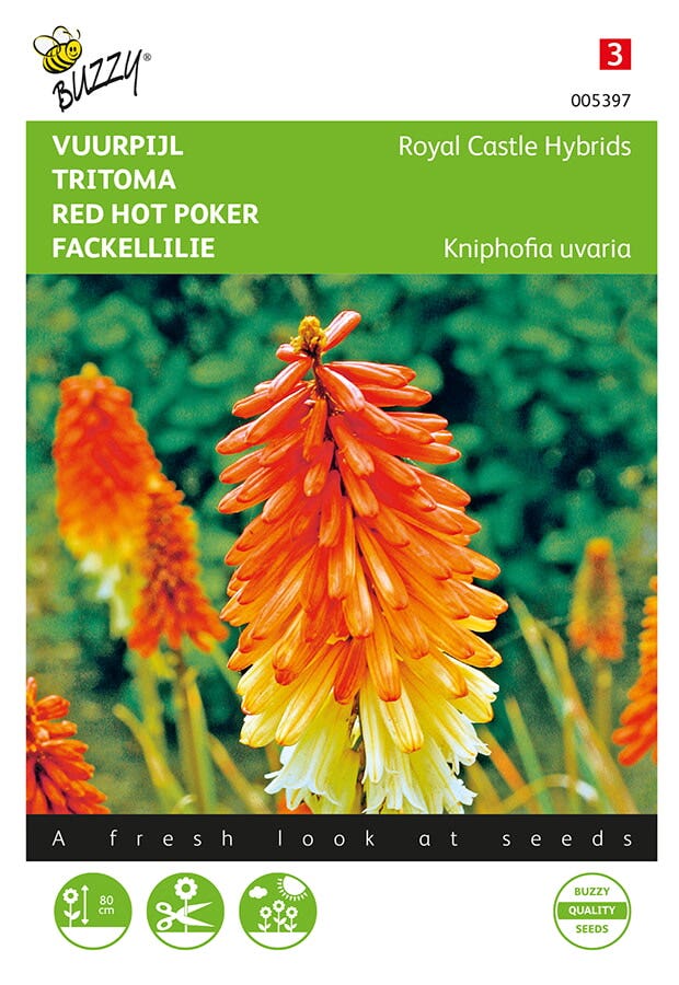 Vuurpijl (Kniphofia uvaria 'Royal Castle Hybrids')