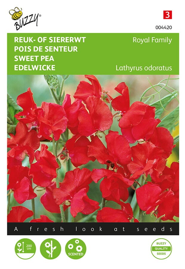 Reuk of siererwt (Lathyrus odoratus 'Royal Family rood')