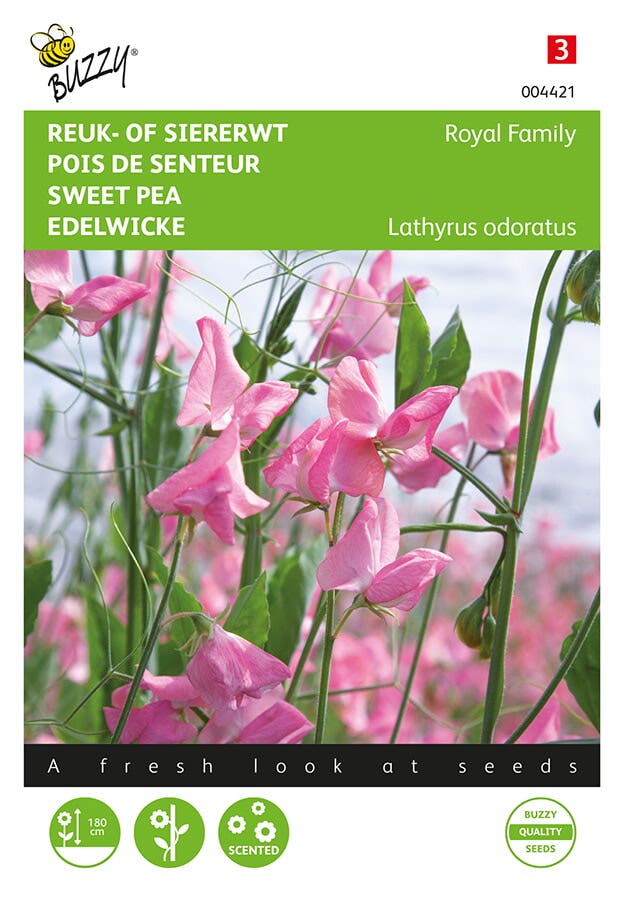 Reuk-of siererwt (Lathyrus odoratus 'Royal Family roze')