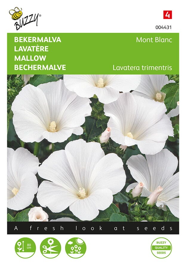 Bekermalva (Lavatera trimestris 'Mont Blanc')