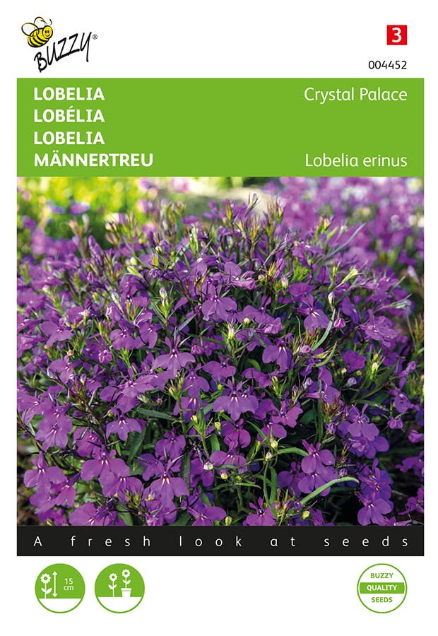 Lobelia (Lobelia erinus 'Crystal Palace')