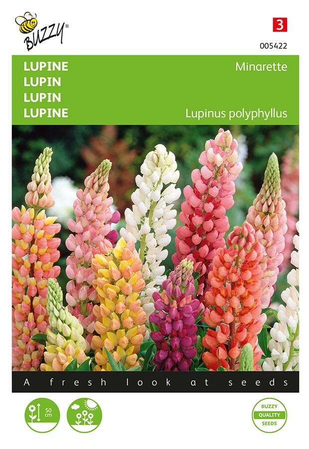 Lupinus, lage Lupine Minarette