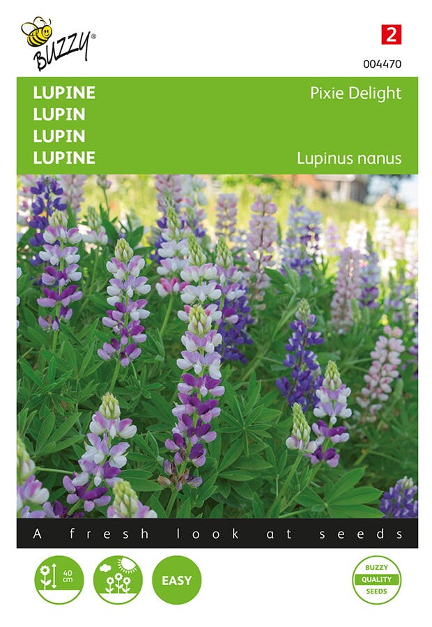 Lupine ( Lupinus nanus 'Pixie Delight')