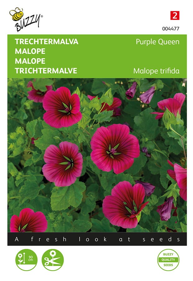 Trechtermalva ( Malope trifida 'Purple Queen')