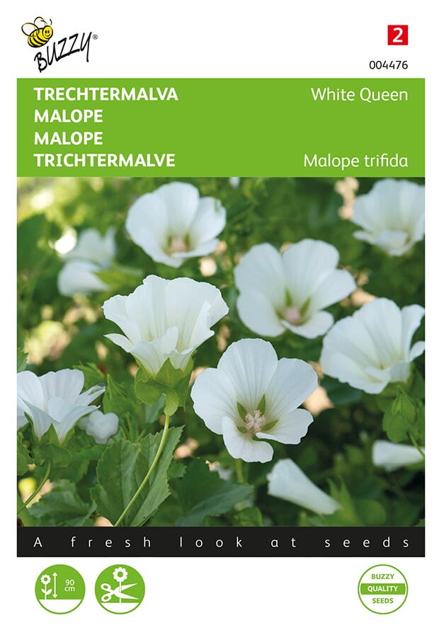 Trechtermalva (Malope trifida 'White Queen')