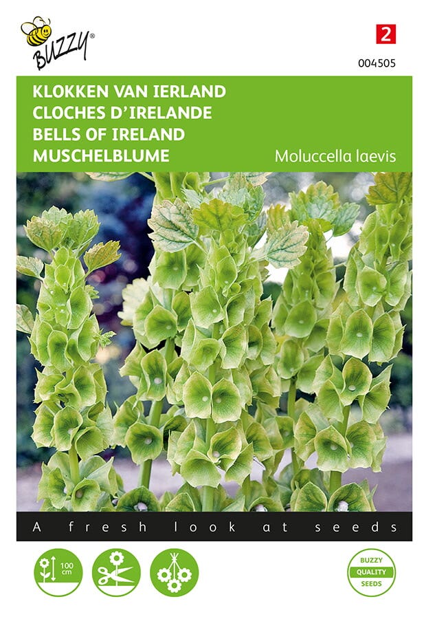 Klokken van Ierland (Moluccella laevis)