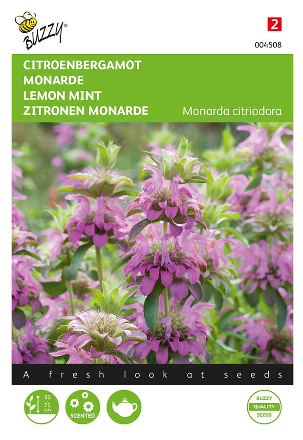 Citroenbergamot (Monarda citriodora)