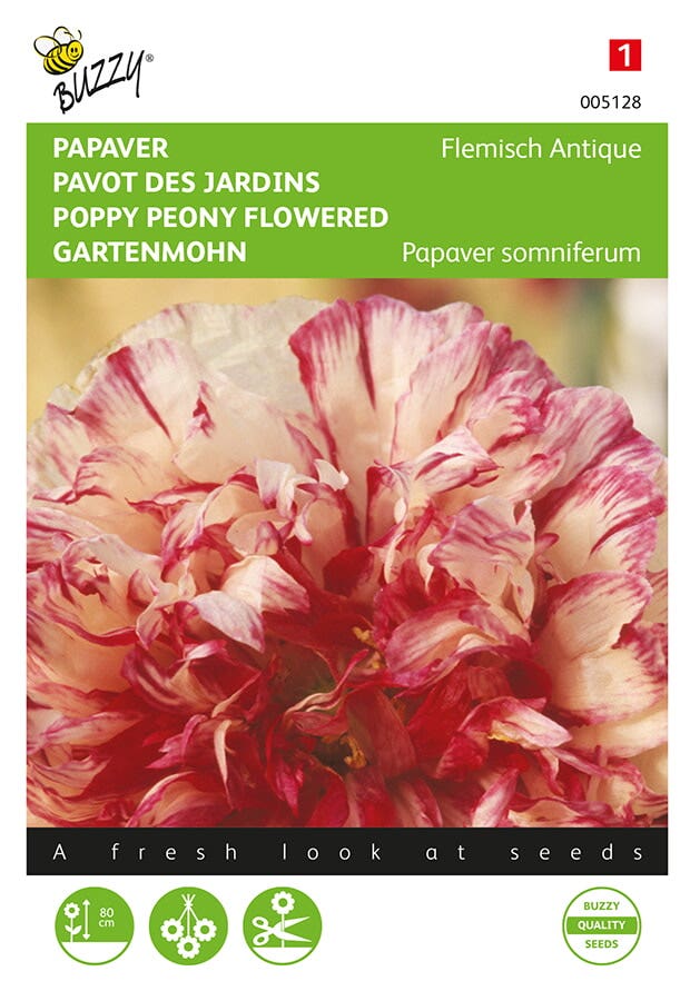 Slaapbol (Papaver somniferum 'Flemish Antique')