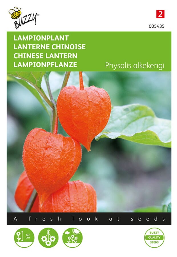 Lampionplant (Physalis alkekengi 'franchetti')