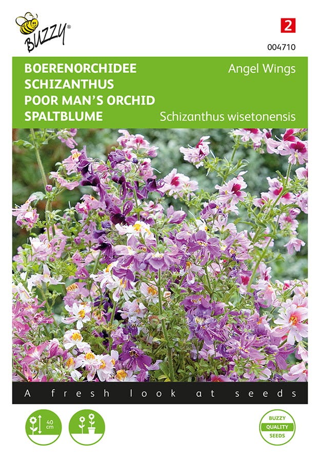 Boerenorchidee ( Schizanthus wisetonensis 'Angel Wings')