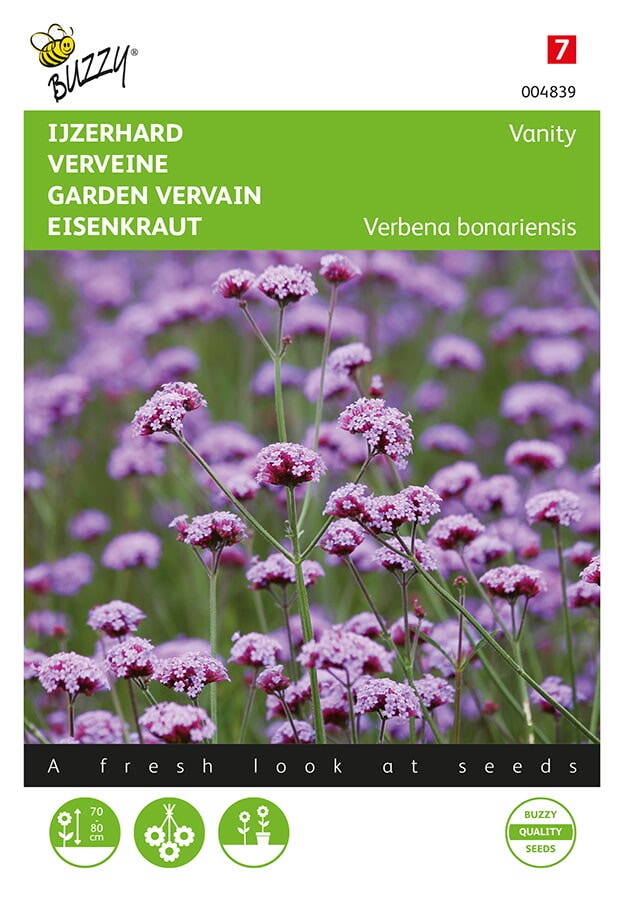 IJzerhard (Verbena bonariensis 'Vanity')