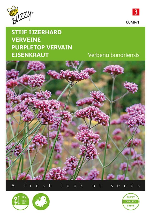 Stijf Ijzerhard (Verbena bonariensis)