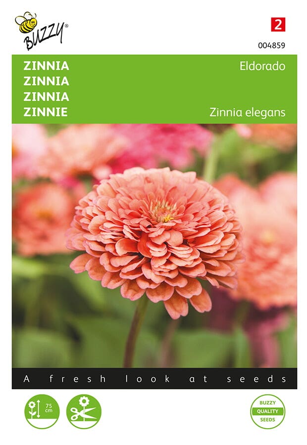 Zinnia Eldorado (Zinnia elegans)