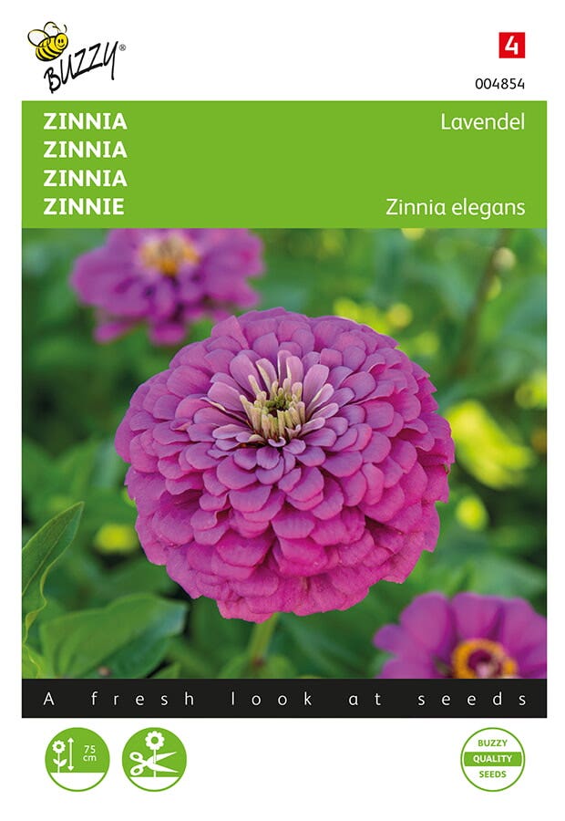 Zinnia Lavendel (Zinnia elegans)