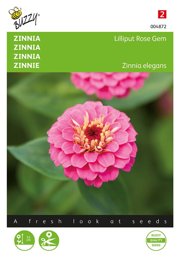 Zinnia Lilliput Rose Gem