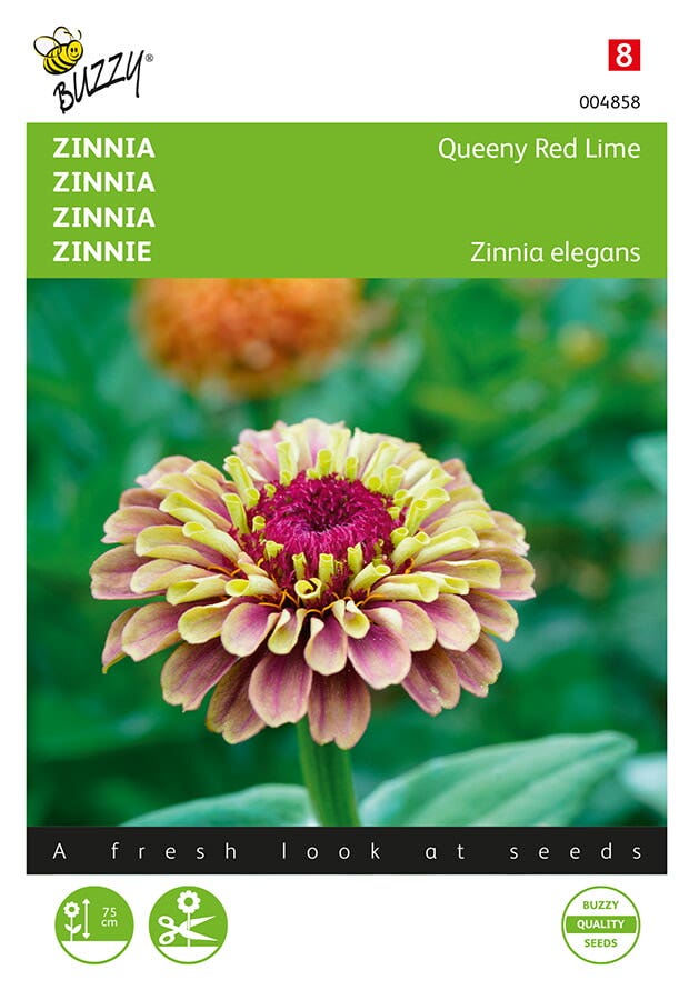 Zinnia dahliabloemig (Zinnia elegans 'Queeny Lime Red')