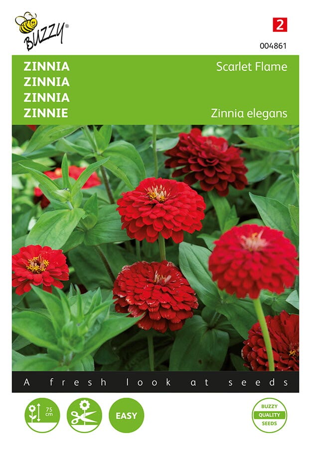 Zinnia Scarlet Flame