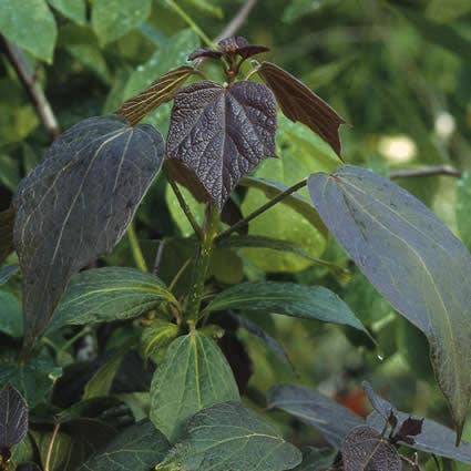 Purperkleurige trompetboom (Catalpa erubescens 'Purpurea')