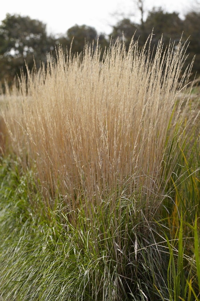 Struisriet (Calamagrostis acutiflora 'Karl Foerster')