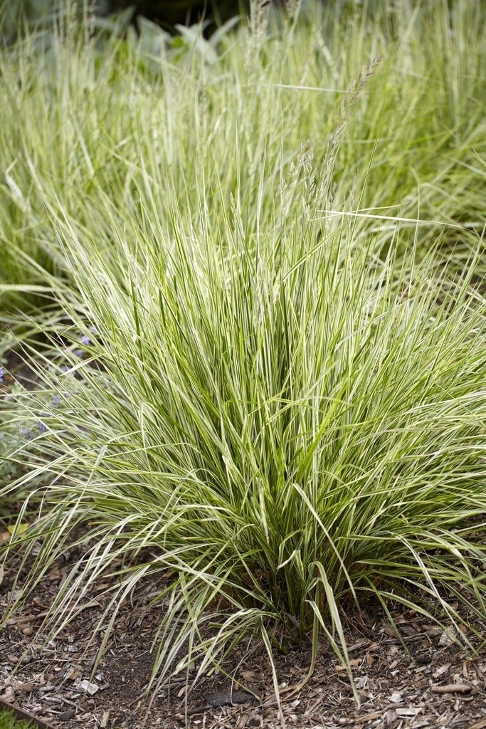 Struisriet (Calamagrostis acutiflora 'Overdam')