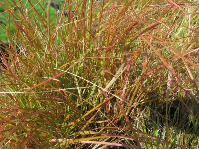 Struisriet (Calamagrostis arundinacea)