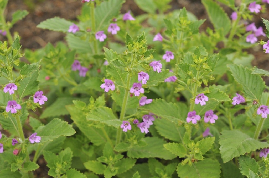 Steentijm (Calamintha grandiflora)