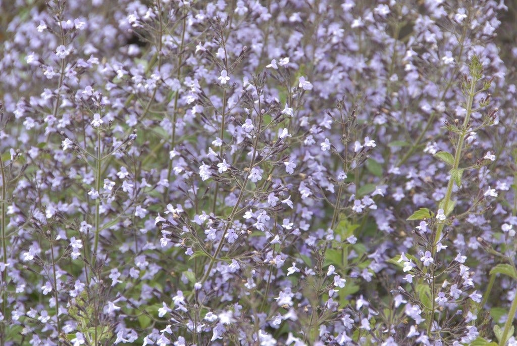 Steentijm (Calamintha nepeta 'Blue Cloud')