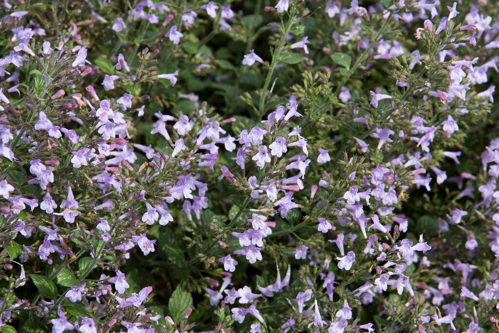 Steentijm (Calamintha nepeta 'Marvelette Blue')