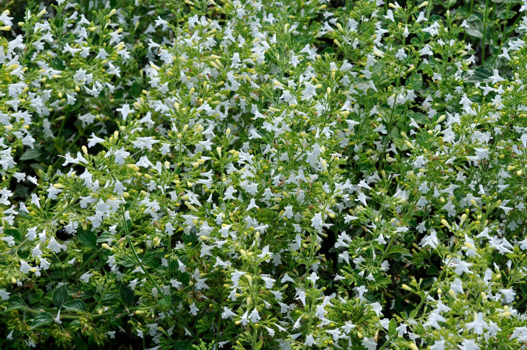 Steentijm (Calamintha nepeta 'White Cloud')