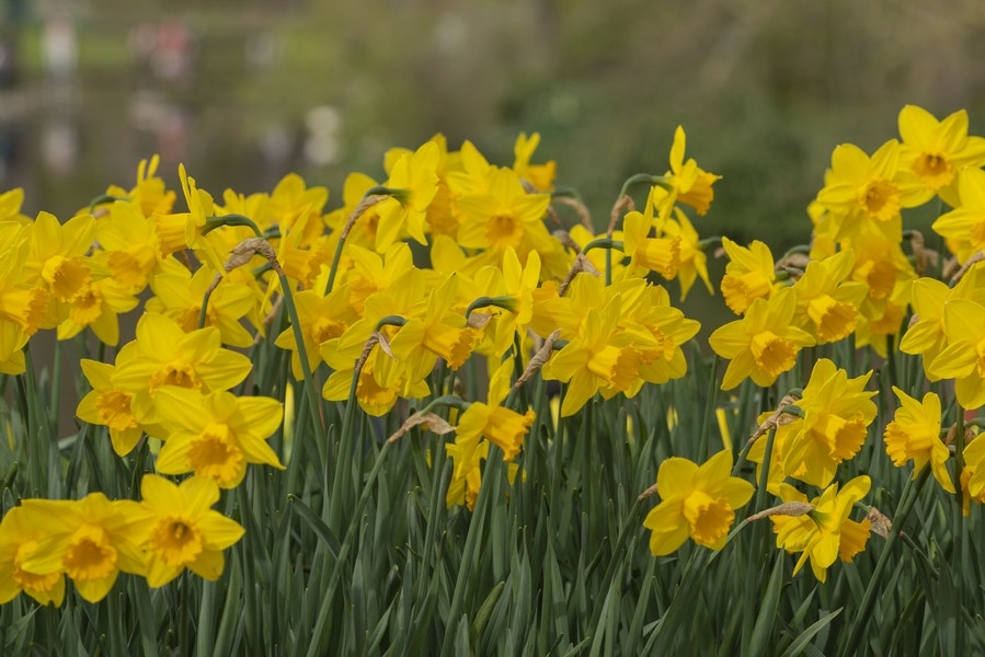 Narcis (Narcissus 'California')