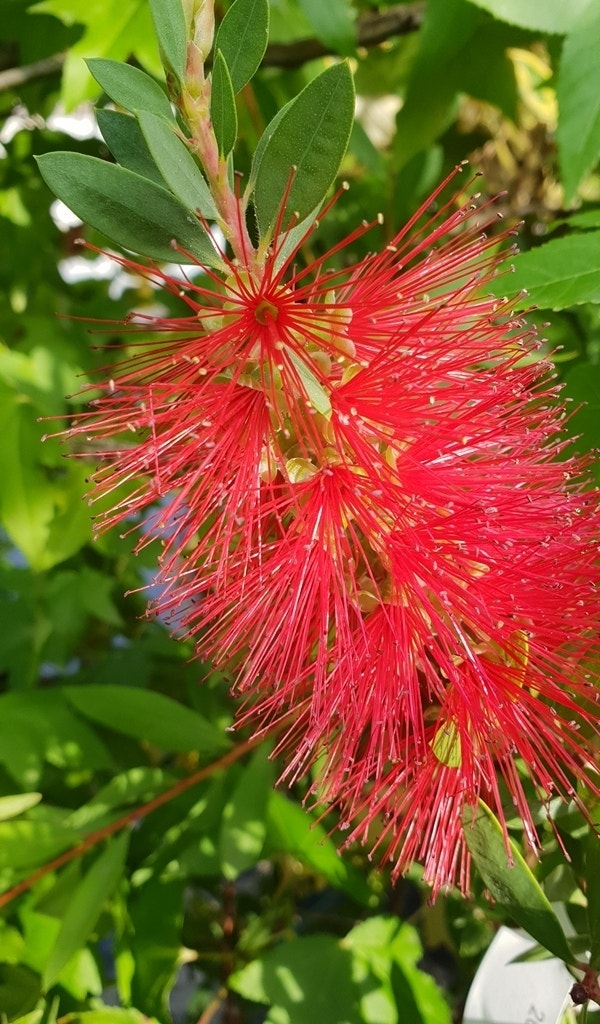 Lampepoetserplant (Callistemon laevis)