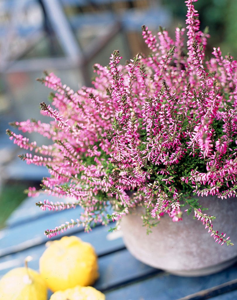 Struikheide (Calluna vulgaris)