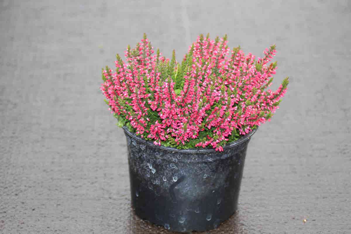 Struikheide (Calluna vulgaris 'Autumn Red')