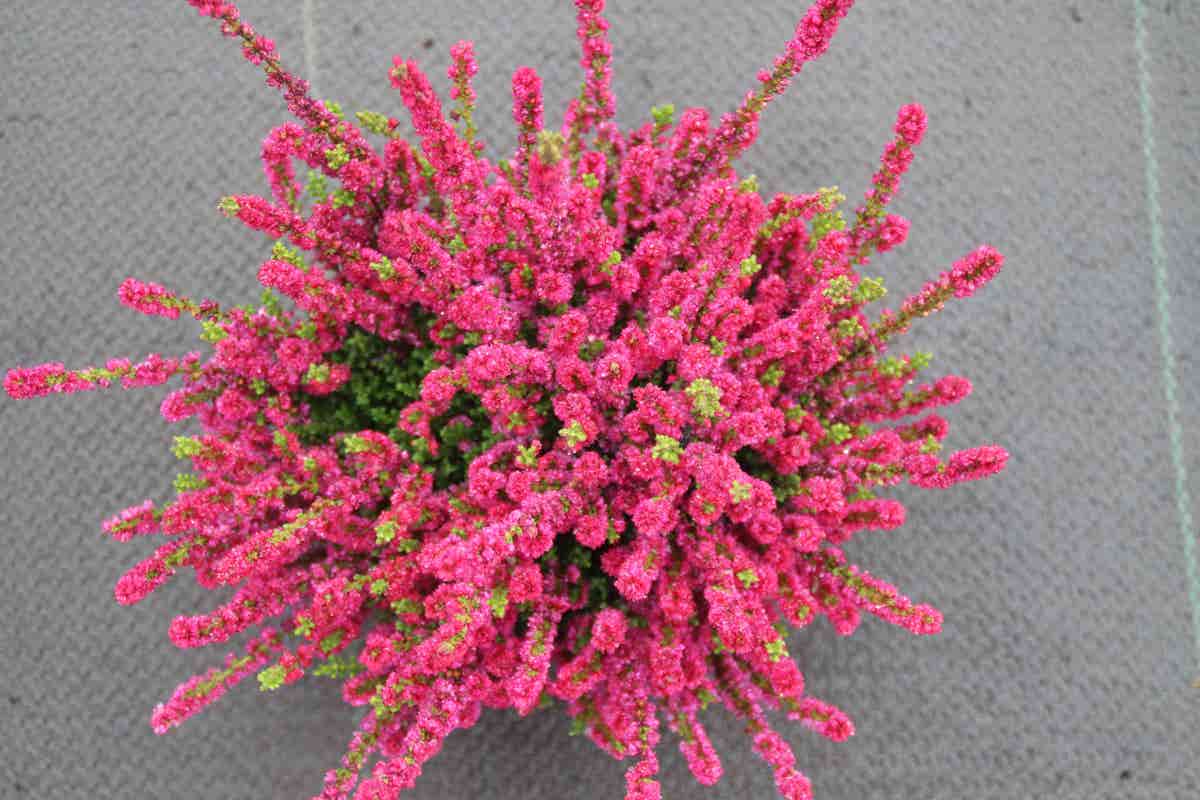 Struikheide (Calluna vulgaris 'Dark Beauty')