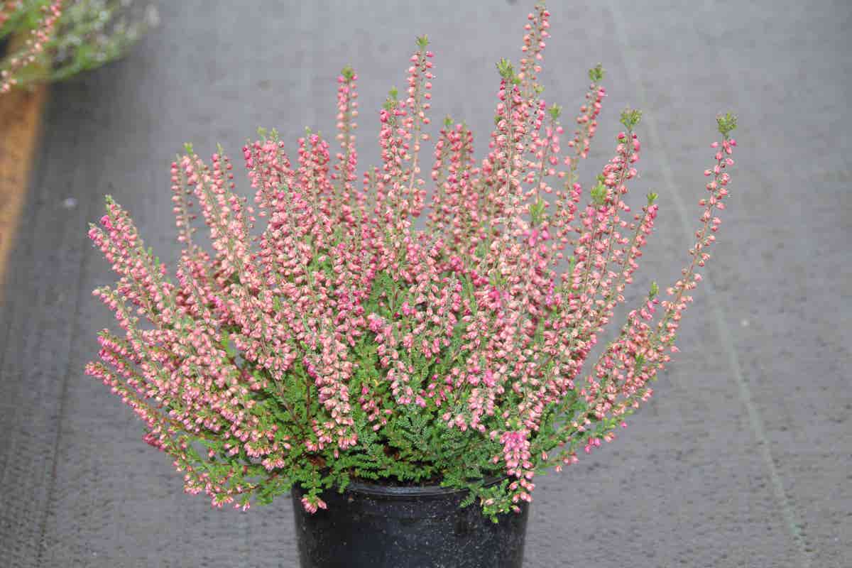 Struikheide (Calluna vulgaris 'Haalboom's Red')