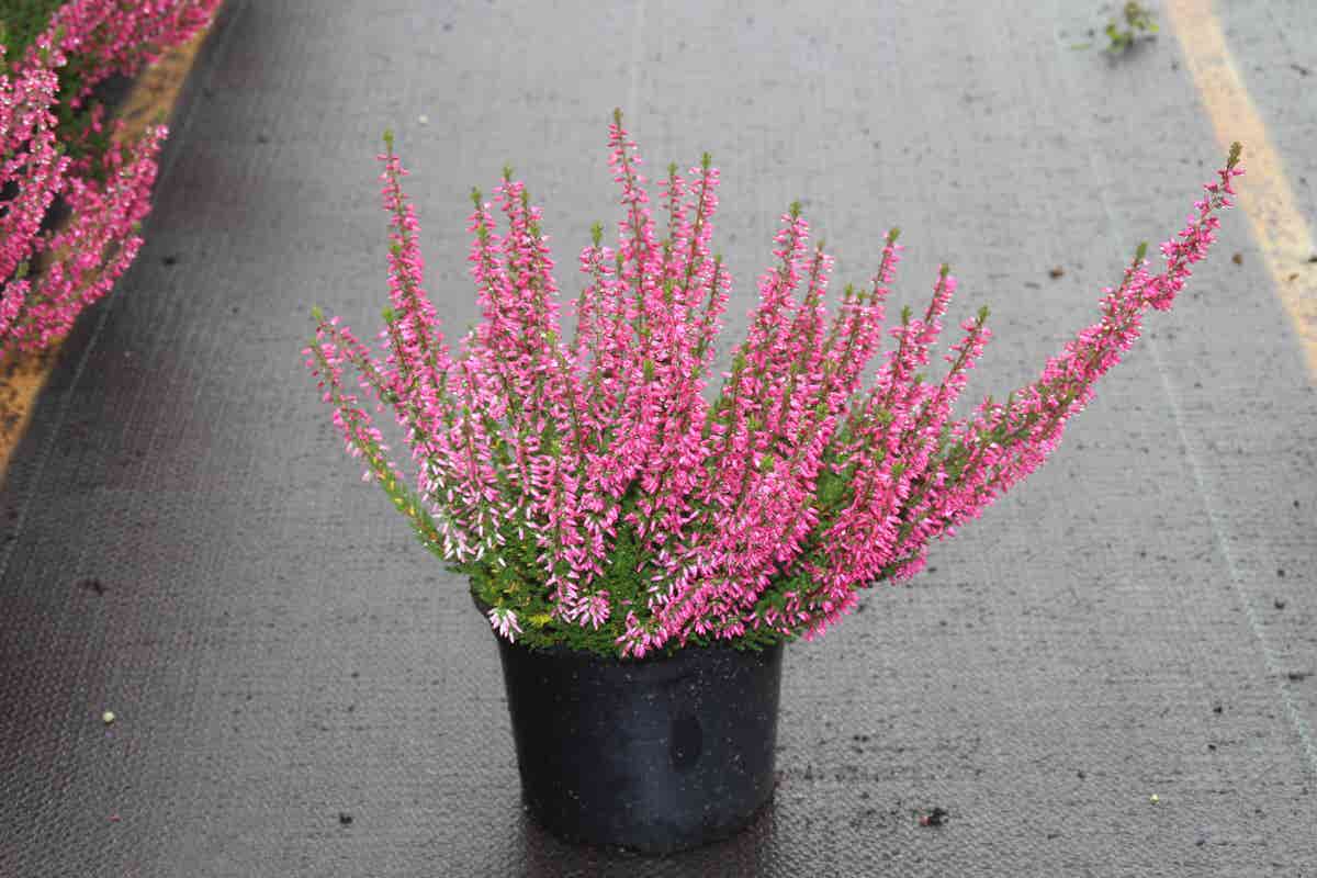 Struikheide (Calluna vulgaris 'Pink Angel')