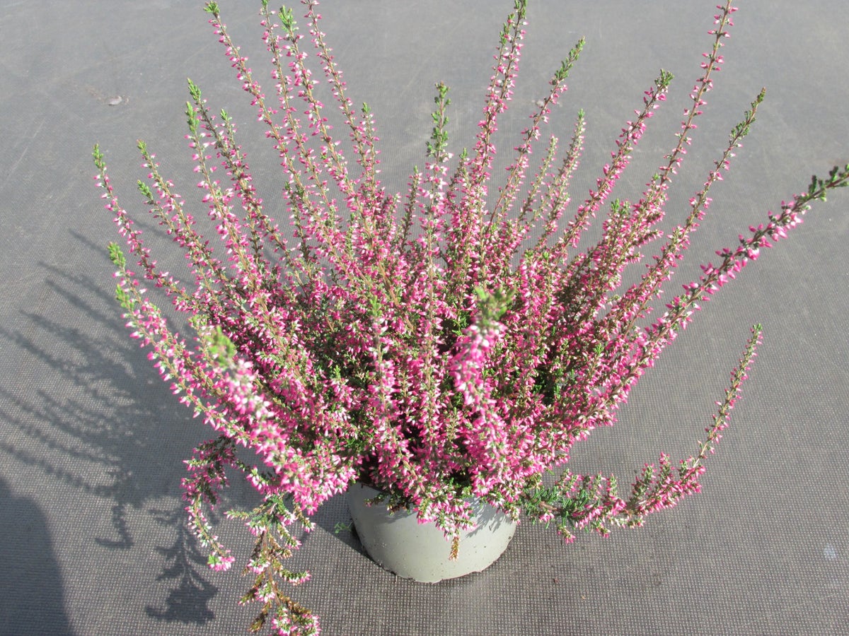 Struikheide (Calluna vulgaris 'Septober Red')