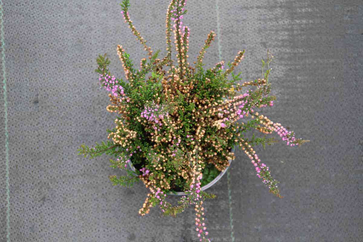 Struikheide (Calluna vulgaris 'Tib')