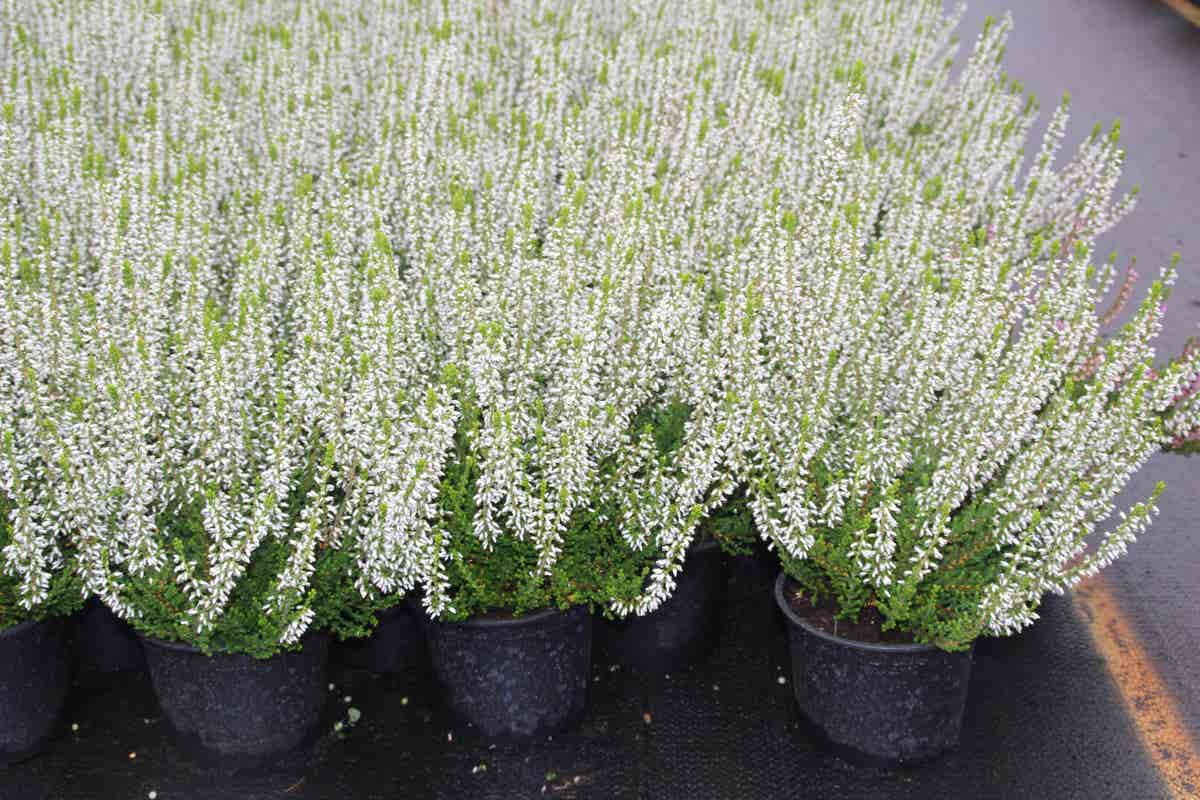 Struikheide (Calluna vulgaris 'Veluwe')