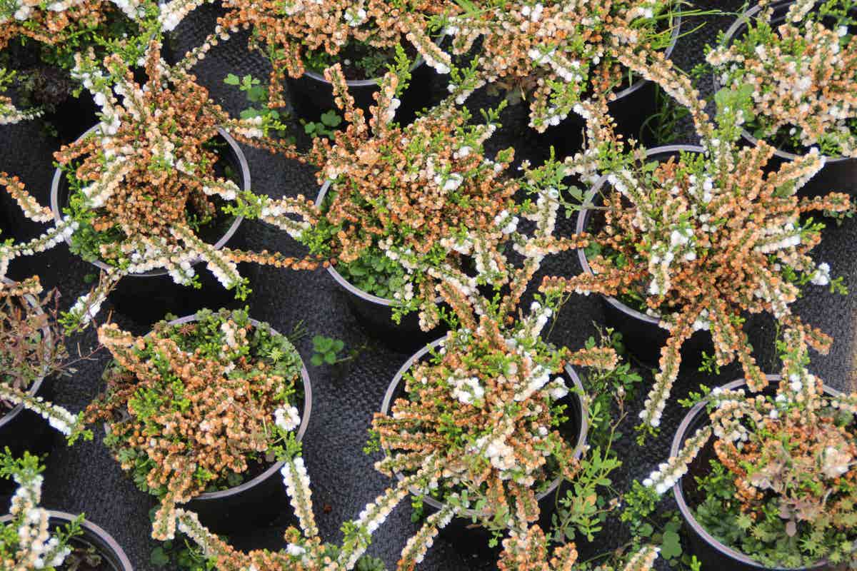 Struikheide (Calluna vulgaris 'White Coral')