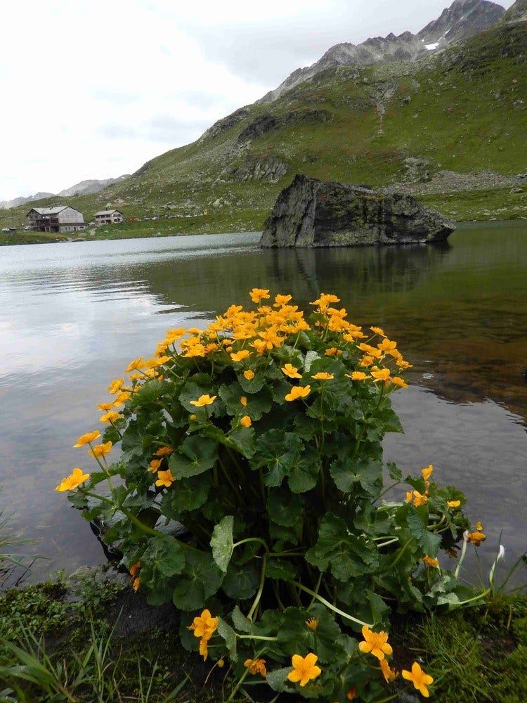 Gele dotterbloem (Caltha palustris)