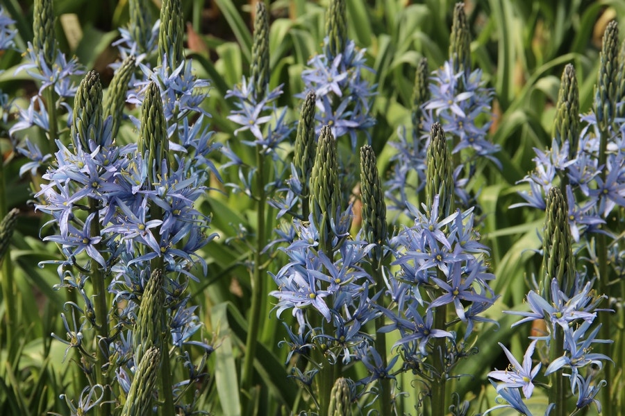 Prairielelie (Camassia 'Blue Candle')