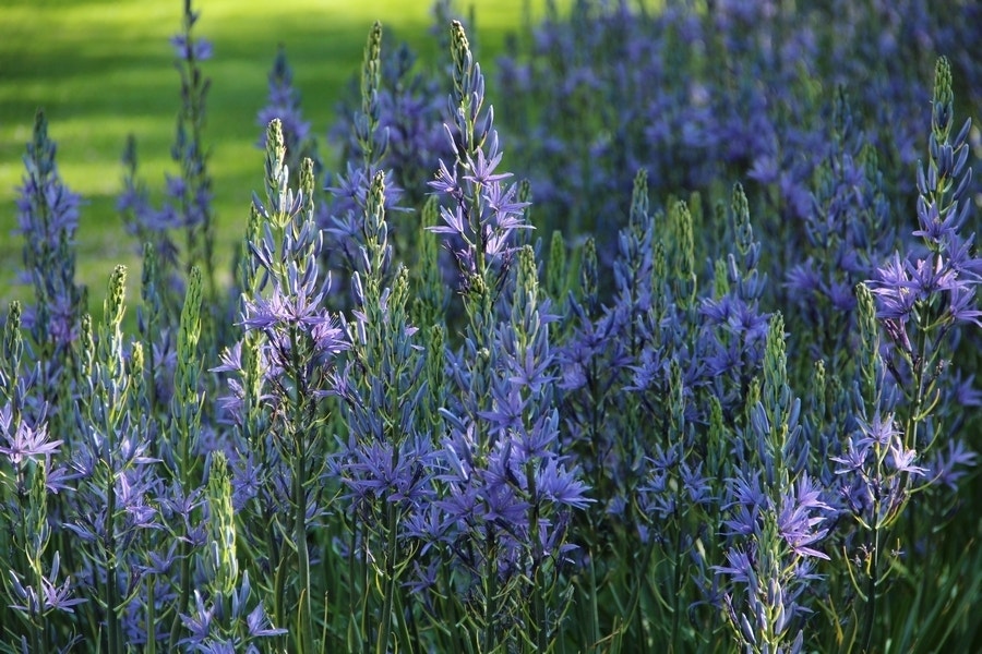 Prarielelie (Camassia leichtlinii 'Caerulea')